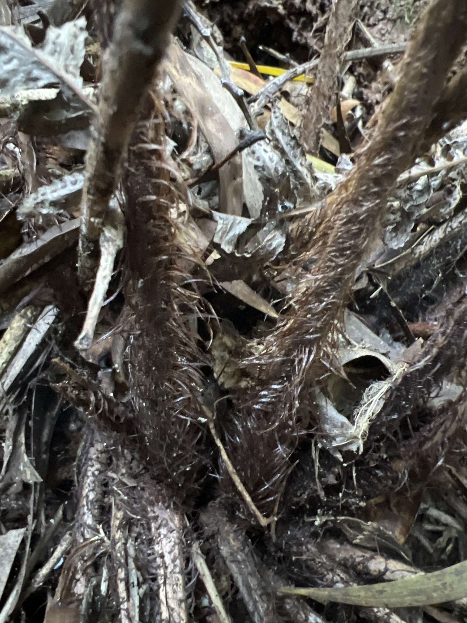 Image of Pacific Wood Fern