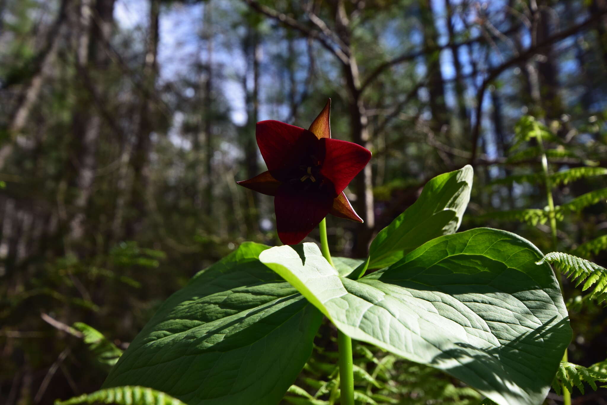 Imagem de Trillium sulcatum T. S. Patrick