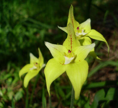 Image of Caladenia flava R. Br.