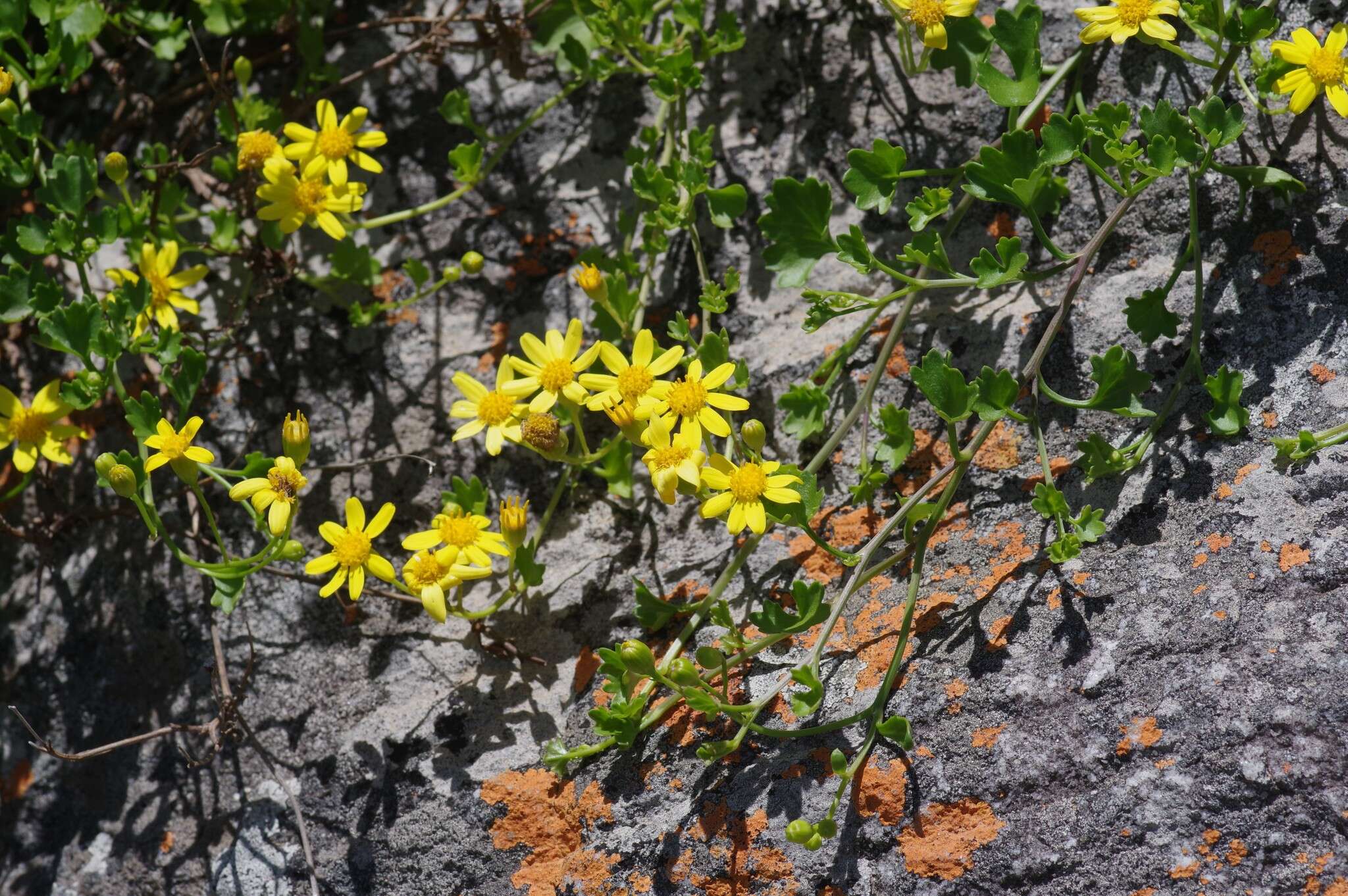 Image of wild cineraria