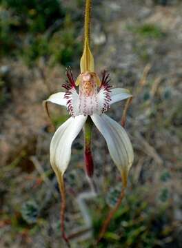 Image of Esperance white spider orchid