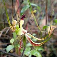 Image of Small mantis orchid