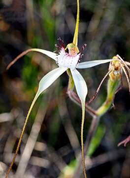 Image of Rigid white spider orchid