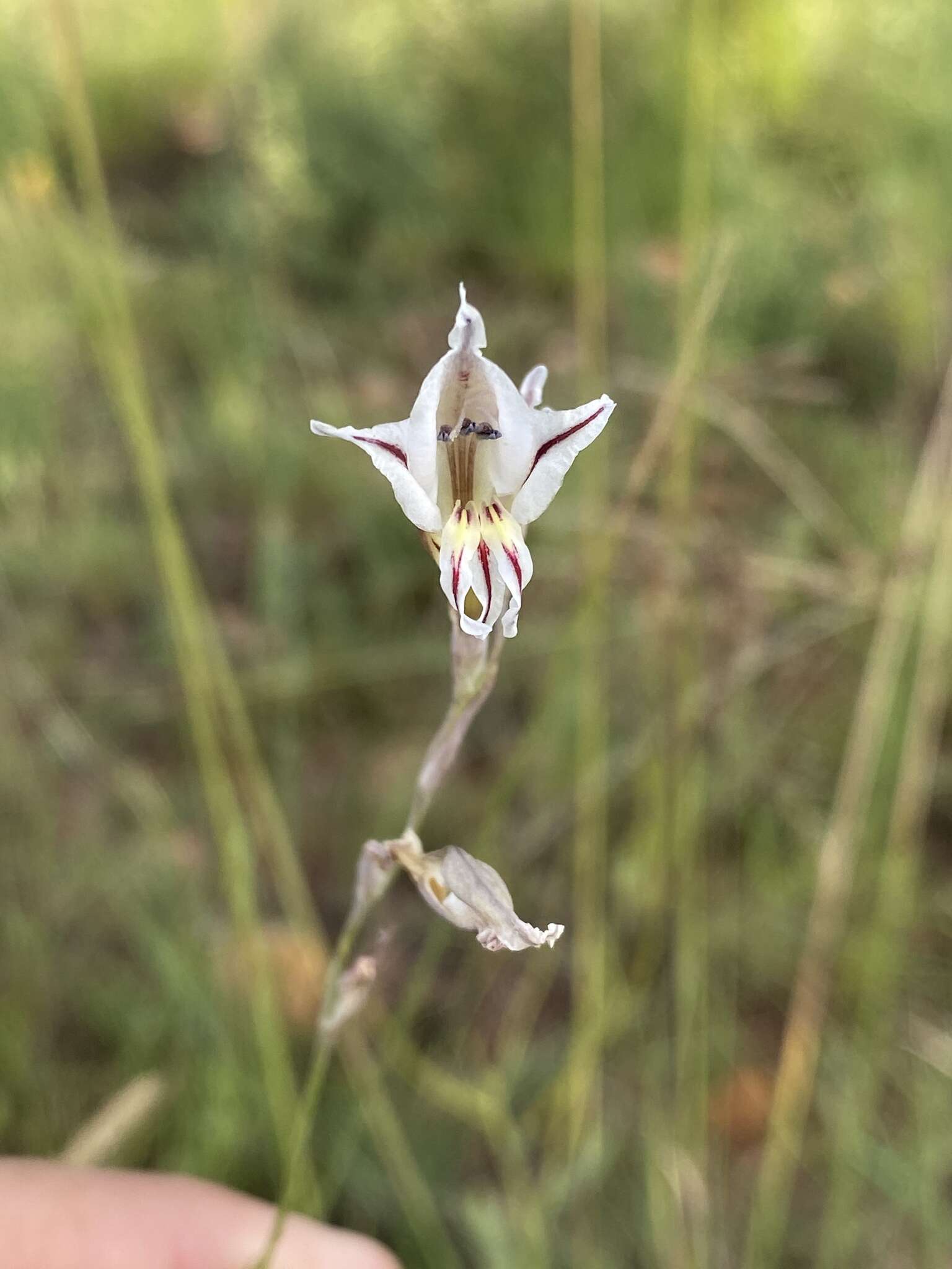 Imagem de Gladiolus permeabilis subsp. edulis (Burch. ex Ker Gawl.) Oberm.