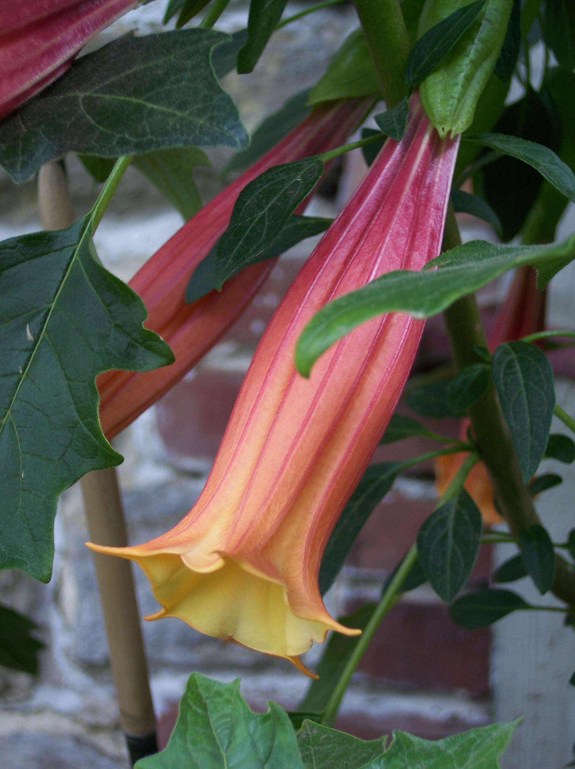 Plancia ëd Brugmansia vulcanicola (A. S. Barclay) R. E. Schult.