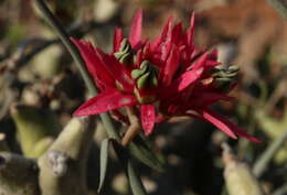 Image of Microloma calycinum E. Mey.