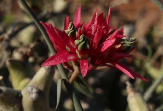 Image of Microloma calycinum E. Mey.