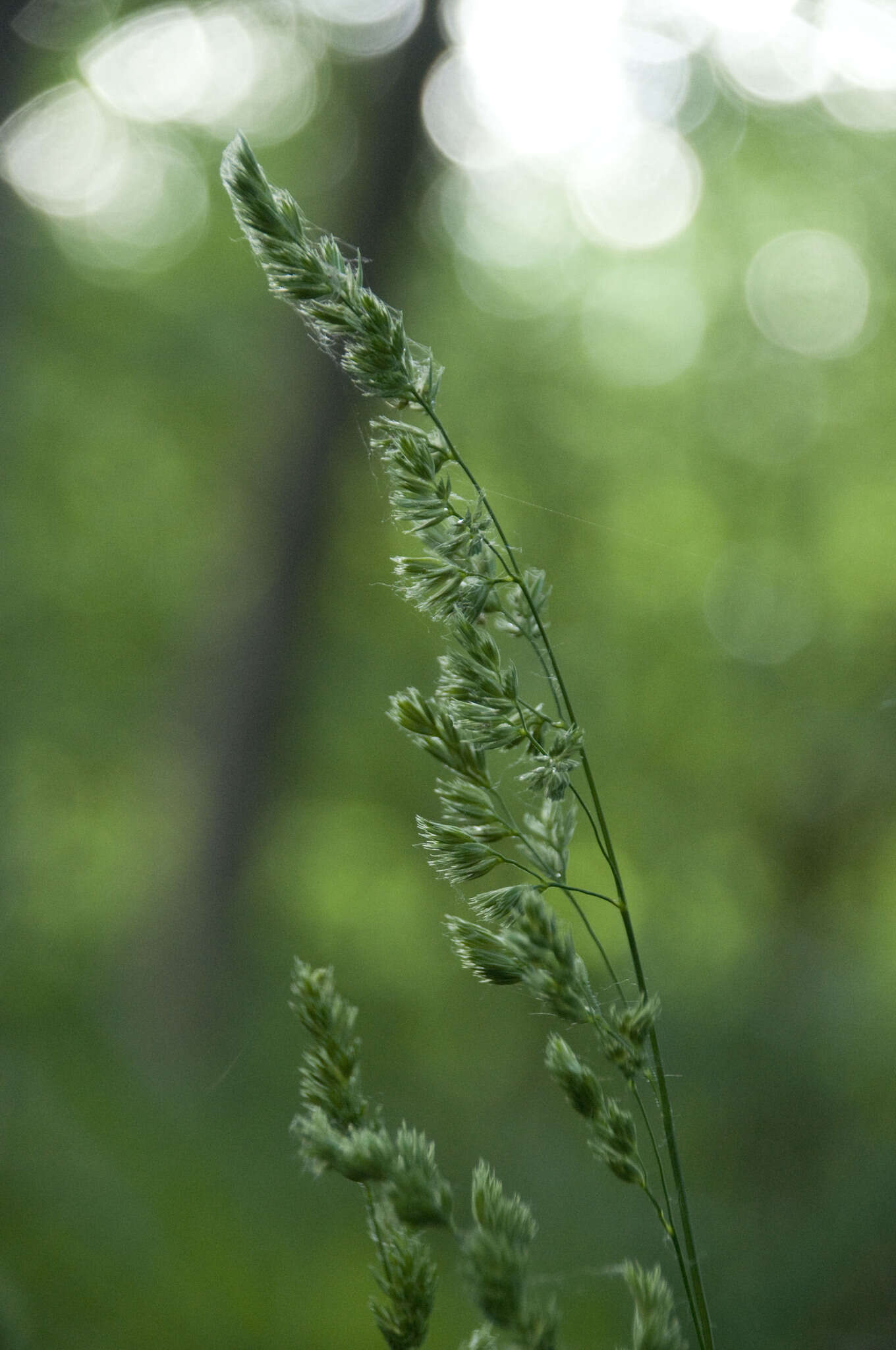 صورة Dactylis glomerata subsp. lobata (Drejer) H. Lindb.