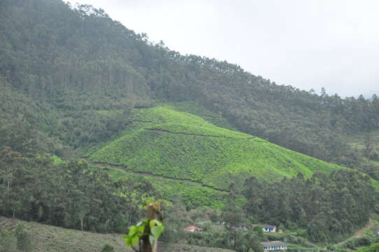 Image of Tea plant