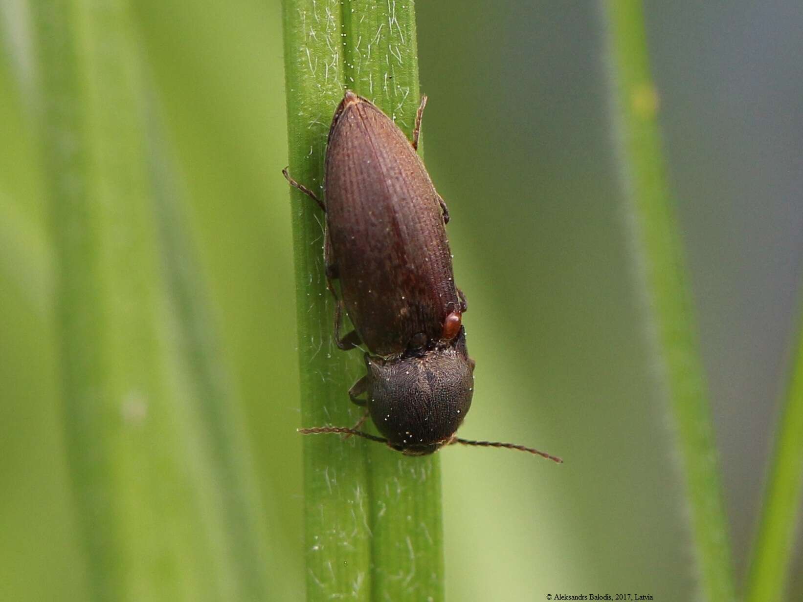 Image of Agriotes obscurus