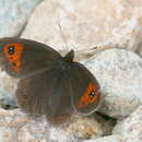 Image de Erebia melancholica Herrich-Schäffer 1850