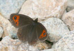 Image de Erebia melancholica Herrich-Schäffer 1850