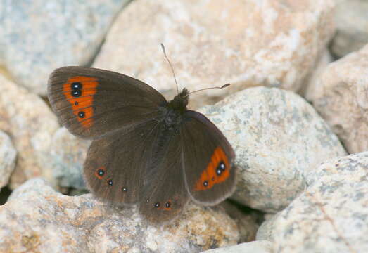 Image of Erebia melancholica Herrich-Schäffer 1850