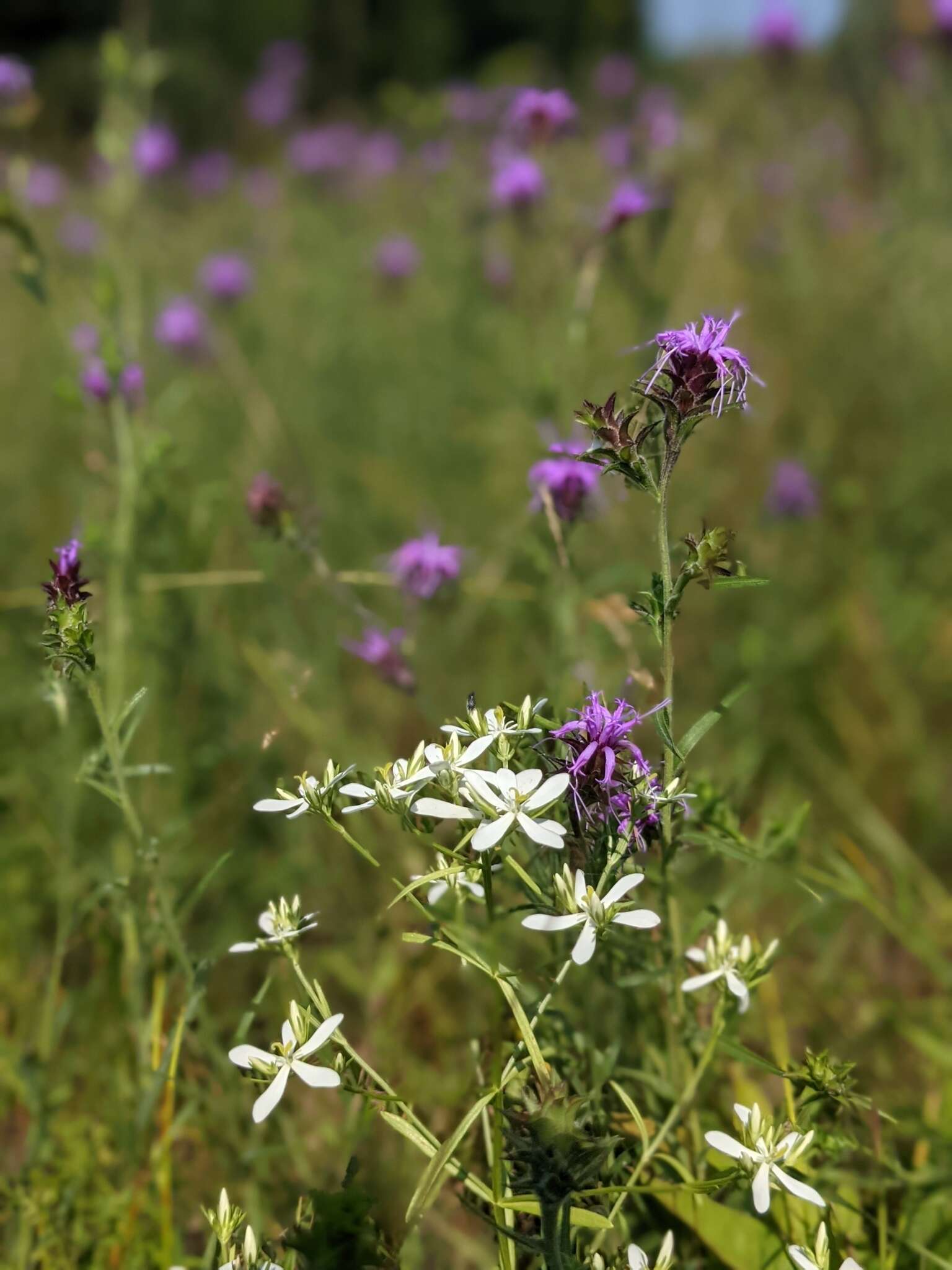 Sabatia quadrangula Wilbur resmi