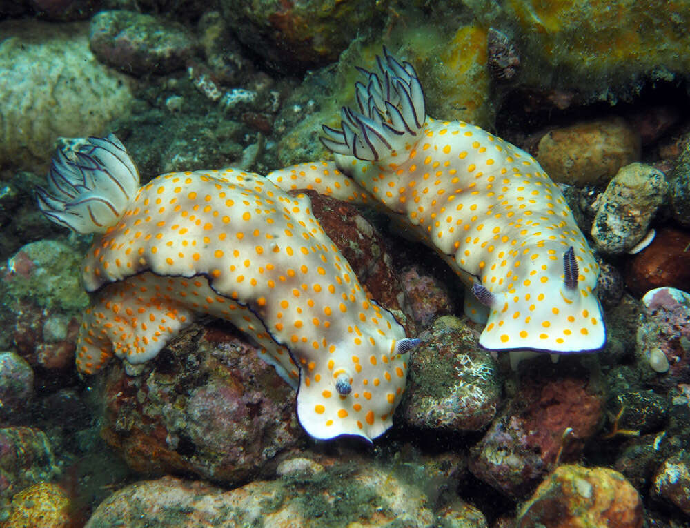 Sivun Hypselodoris pulchella (Rüppell & Leuckart 1830) kuva