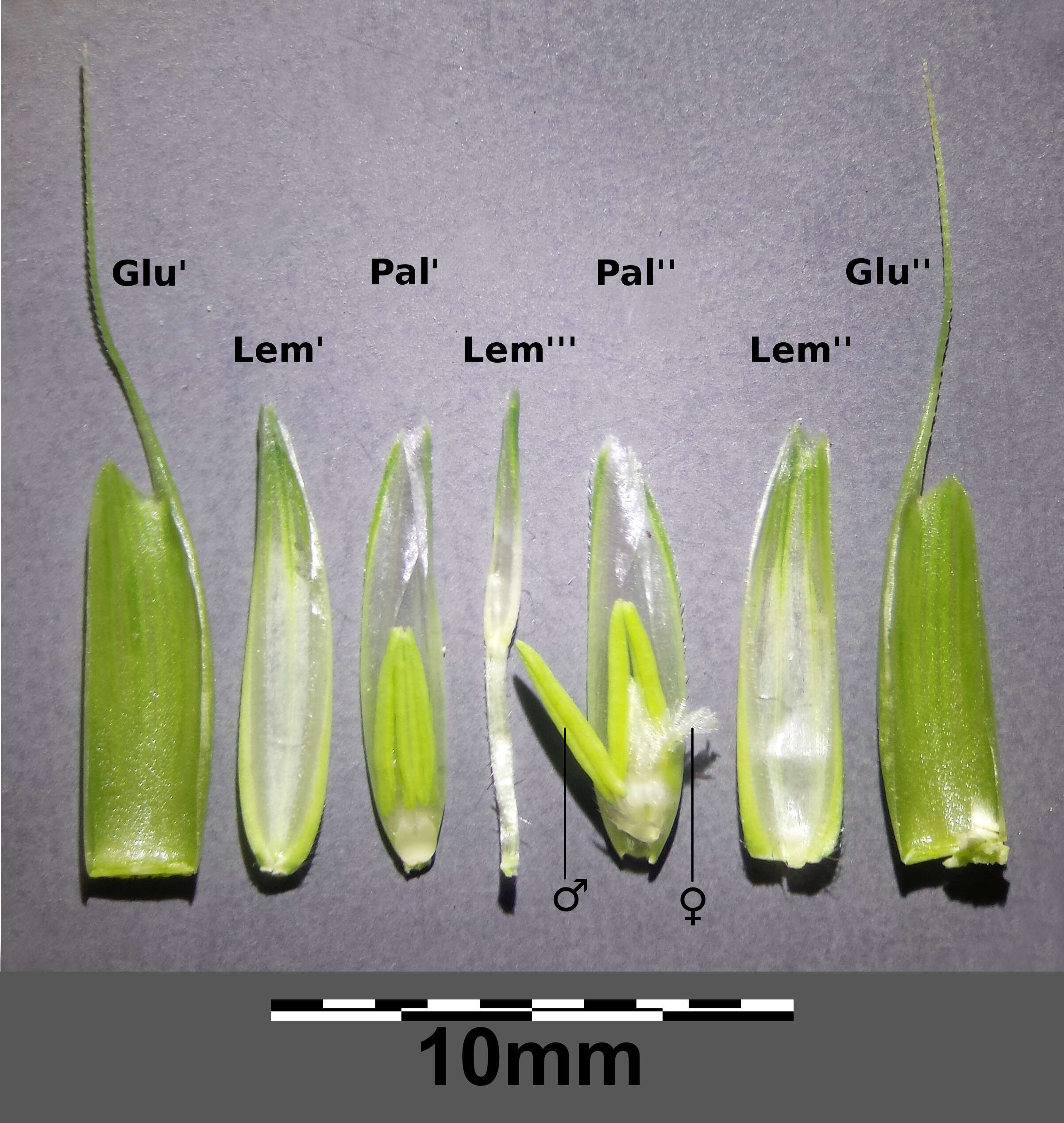 Plancia ëd Aegilops cylindrica Host