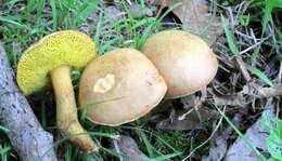 Image of Aureoboletus innixus (Frost) Halling, A. R. Bessette & Bessette 2015