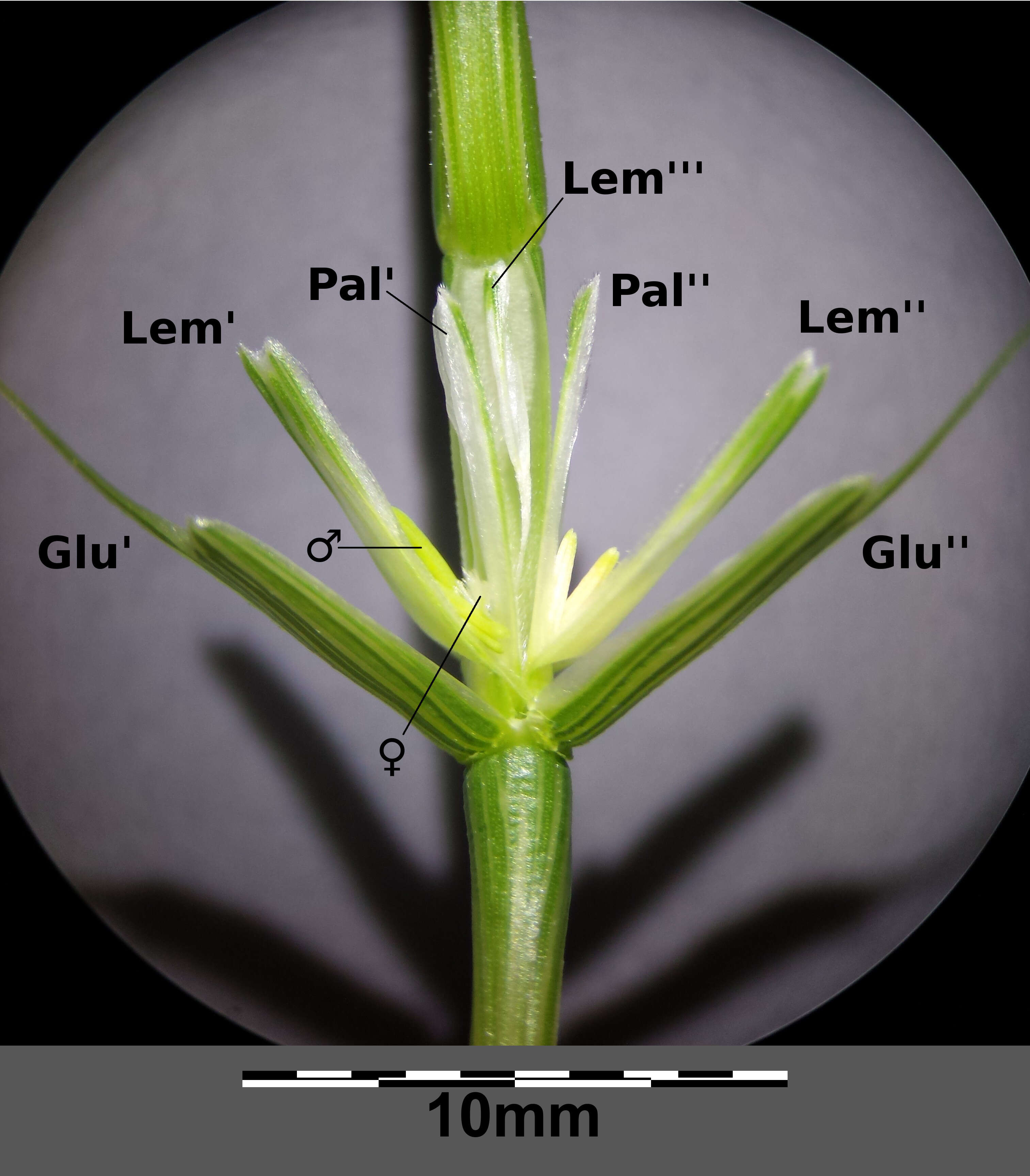 Plancia ëd Aegilops cylindrica Host