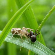 Image of Xysticus ulmi (Hahn 1831)