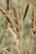 Image of Calamagrostis extremiorientalis (Tzvelev) Prob.