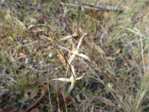 Image of Western wispy spider orchid