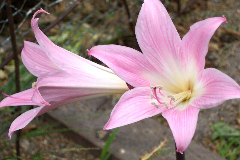 Image of Amaryllis