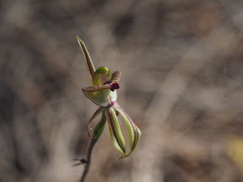 Image of Short-sepalled spider orchid