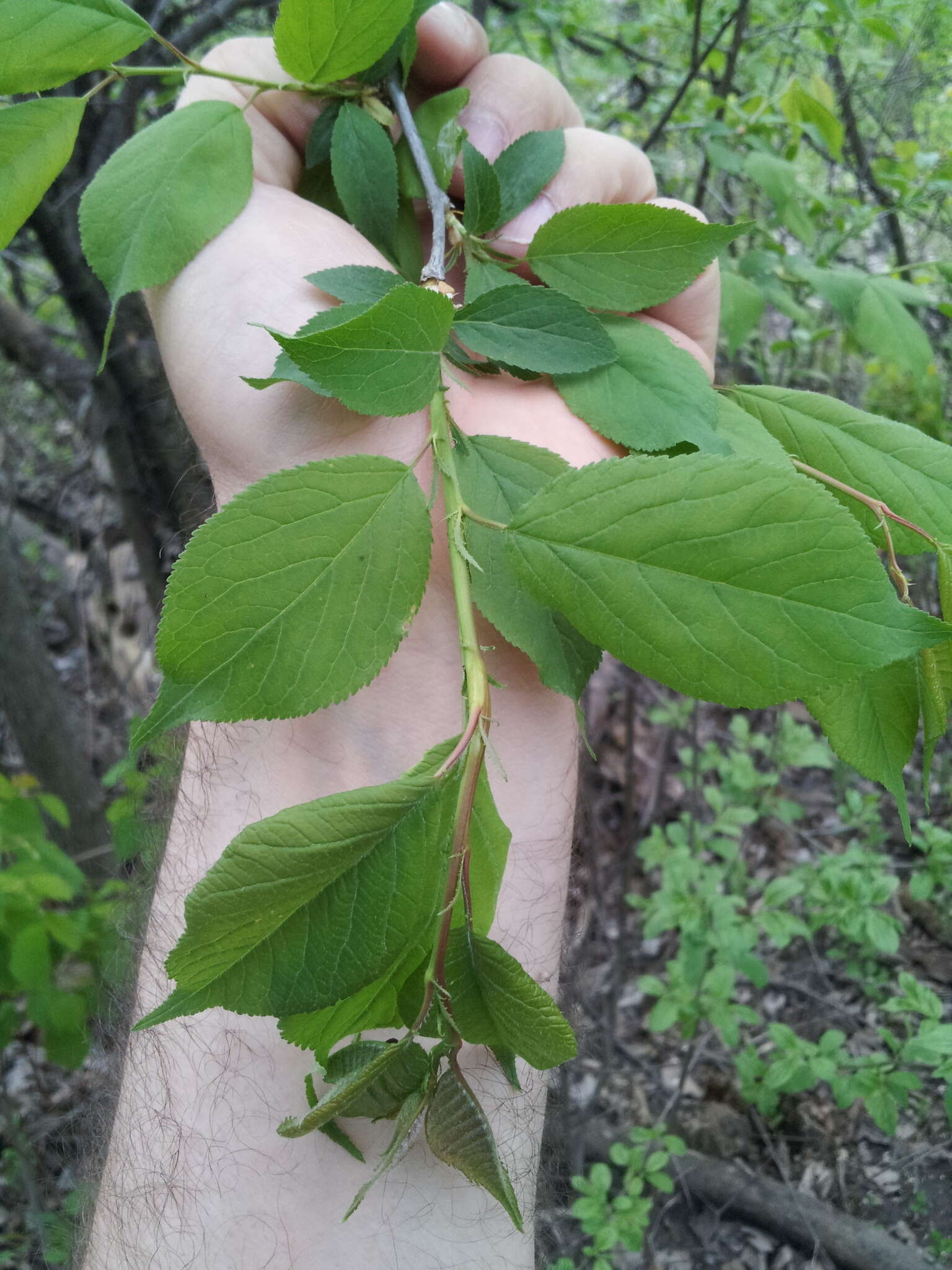 Prunus nigra Ait. resmi