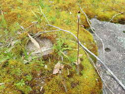 Image of Pointing spider orchid