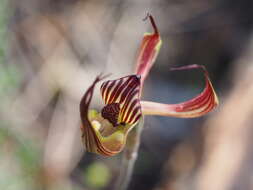 Image of Lazy spider orchid