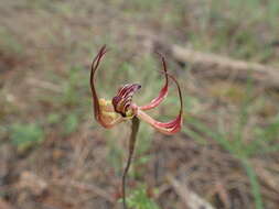 Image of Lazy spider orchid