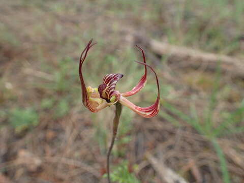 Image of Lazy spider orchid