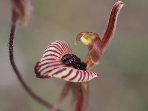 Image of Zebra orchid