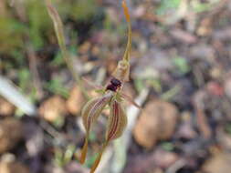 Caladenia plicata Fitzg.的圖片