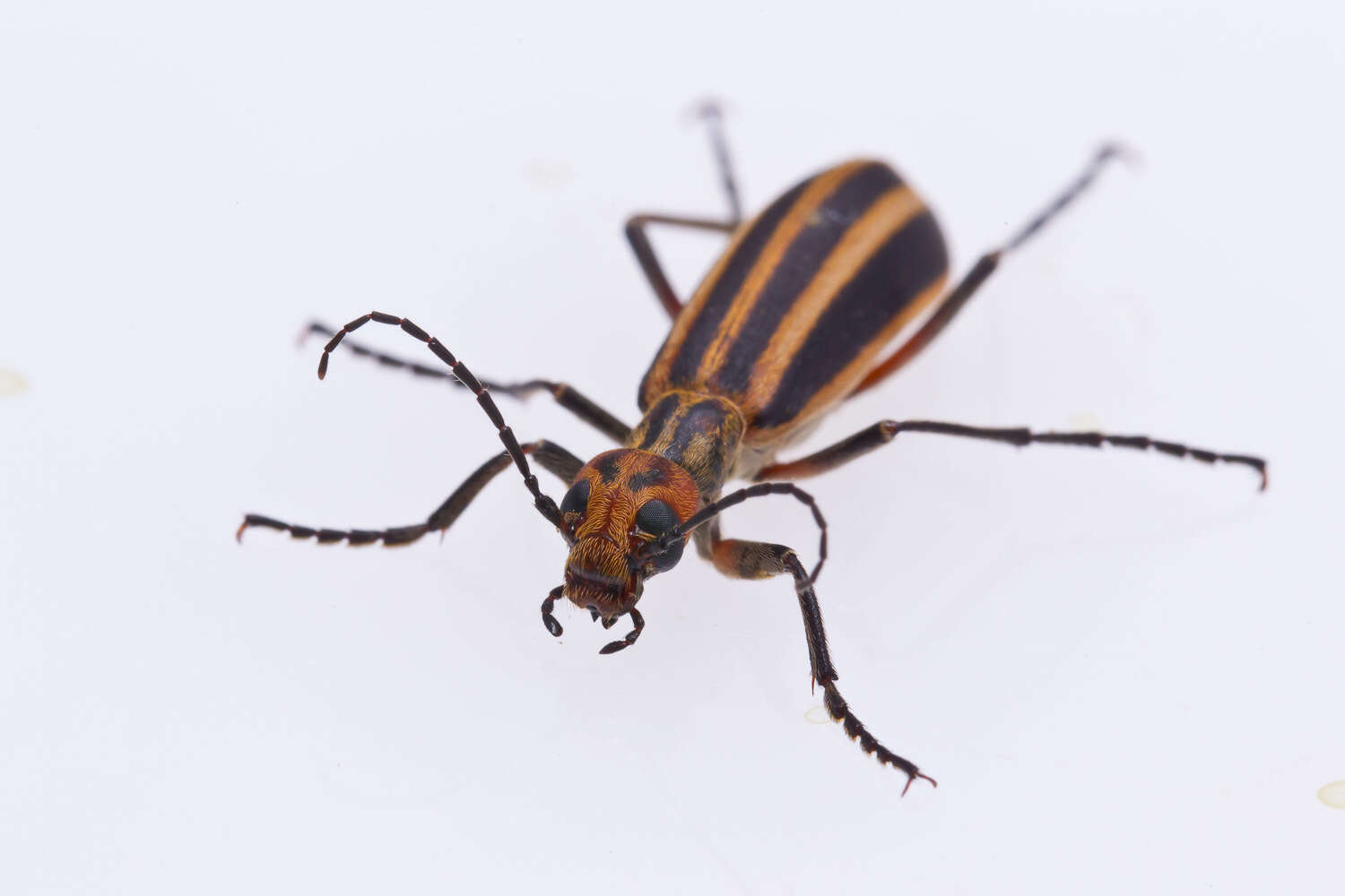 Image of Striped Blister Beetle