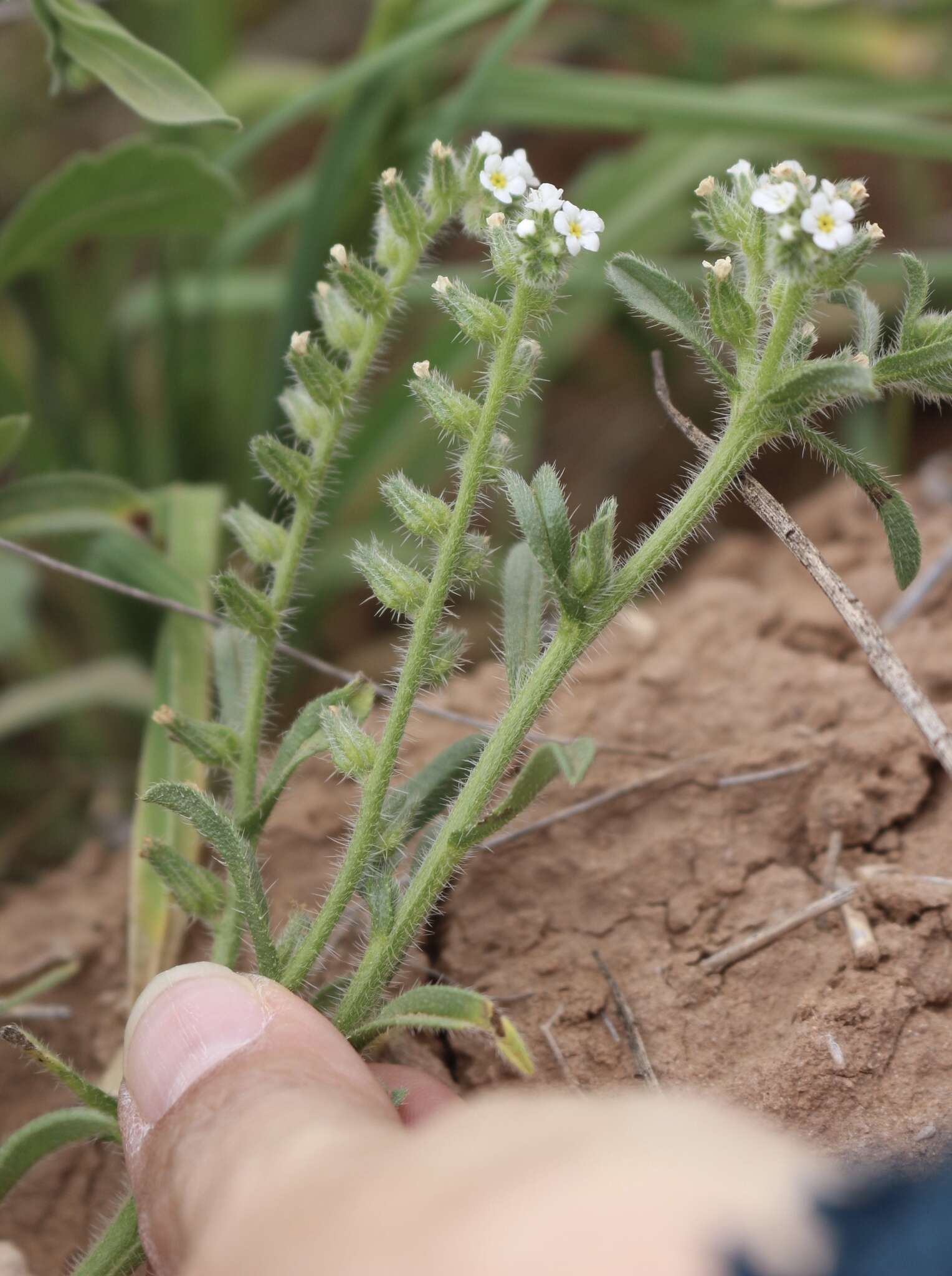 Image of thicksepal cryptantha