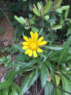 Image of Mt. Diablo helianthella