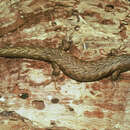 Sivun Oligosoma homalonotum (Boulenger 1906) kuva