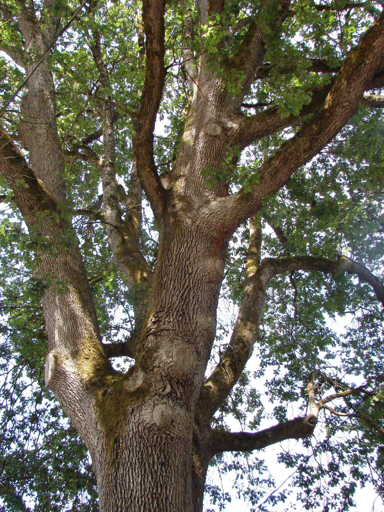 Image of Brewer Oak