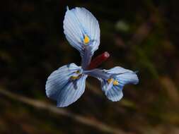 Image of Moraea tripetala subsp. tripetala