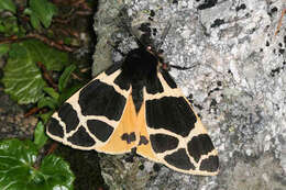 Image of Yellow Tiger Moth