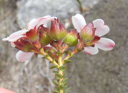 Image of Adenandra villosa subsp. orbicularis Strid