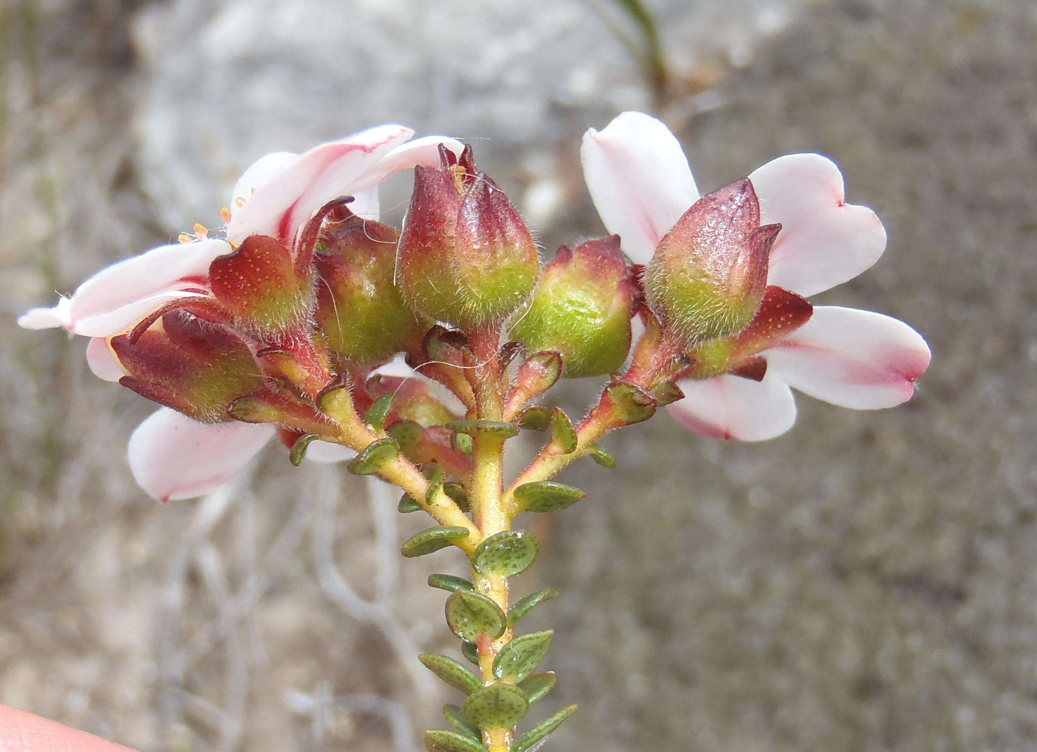 Image of Adenandra villosa subsp. orbicularis Strid