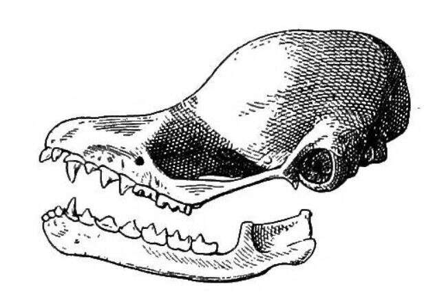Image of Peter's disk-winged bat