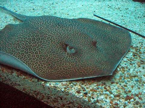 Image of Bleeker's Variegated Whipray