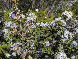 Image of ceanothus