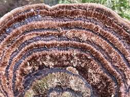 Image of Trametes hirta (P. Beauv.) Zmitr., Wasser & Ezhov 2012