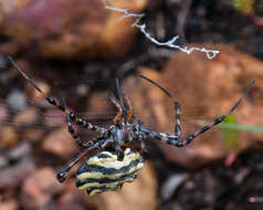 Image of Argiope australis (Walckenaer 1805)