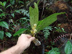 Image of Columnea picta H. Karst.