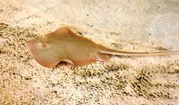 Image of Atlantic Stingray